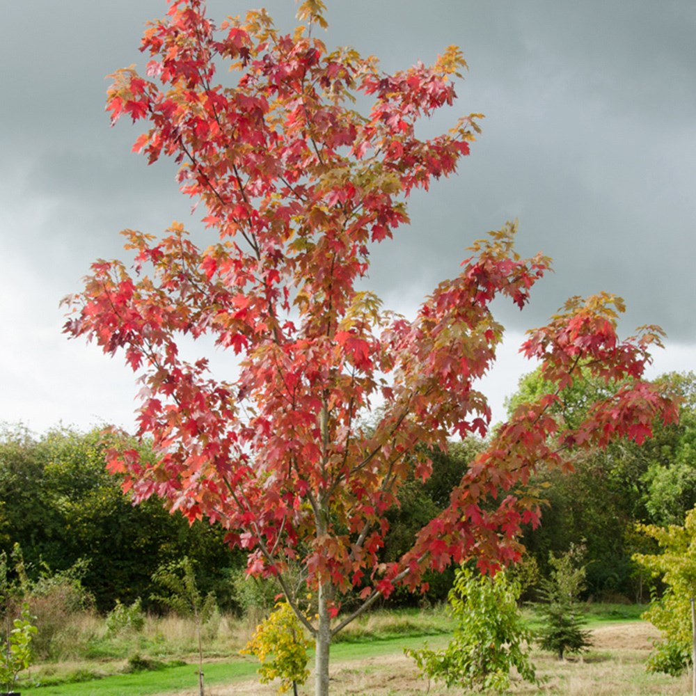 <i>Acer</i> × <i>freemanii</i> <b class=small-caps>Autumn Blaze</b> ('Jeffersred')