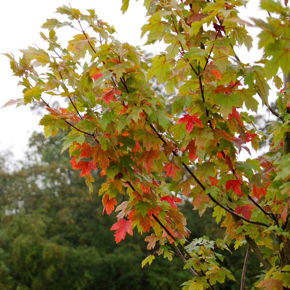 <i>Acer</i> × <i>freemanii</i> <b class=small-caps>Autumn Blaze</b> ('Jeffersred')