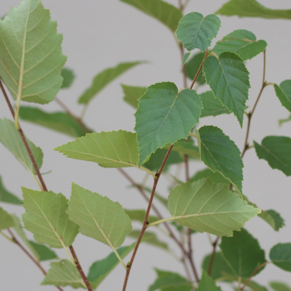 <i>Betula papyrifera</i> 
