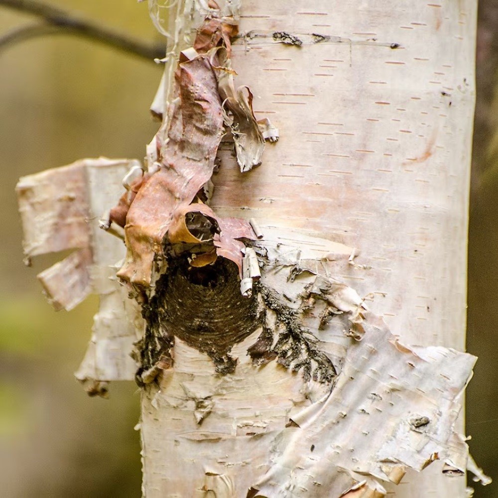 <i>Betula papyrifera</i> 