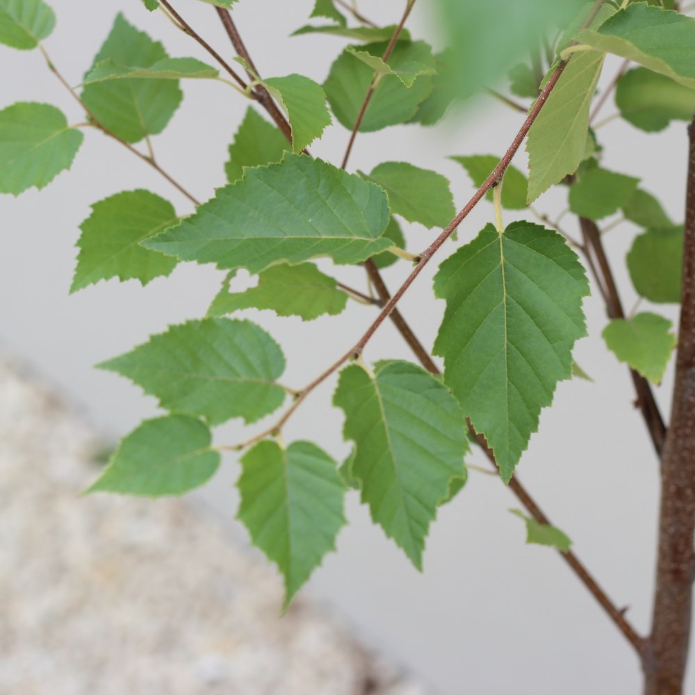 <i>Betula papyrifera</i> 