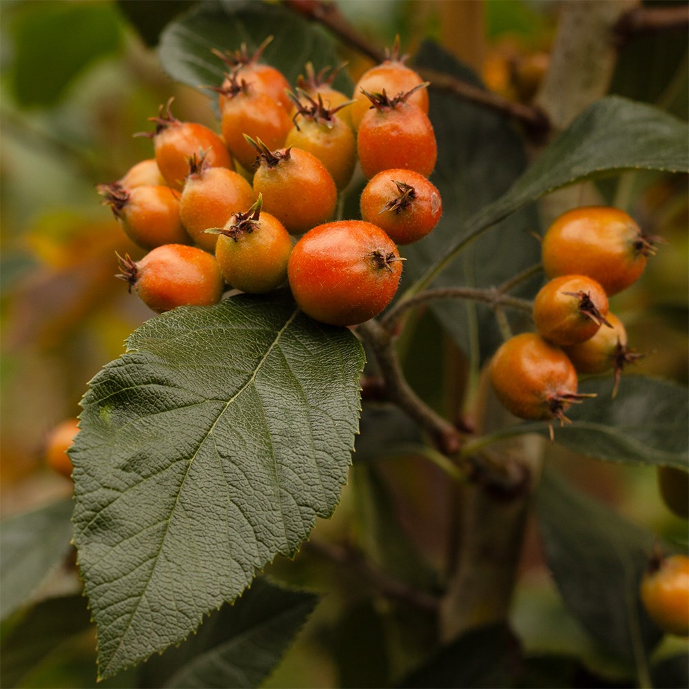 <i>Crataegus</i> × <i>lavalleei</i> 'Carrierei'