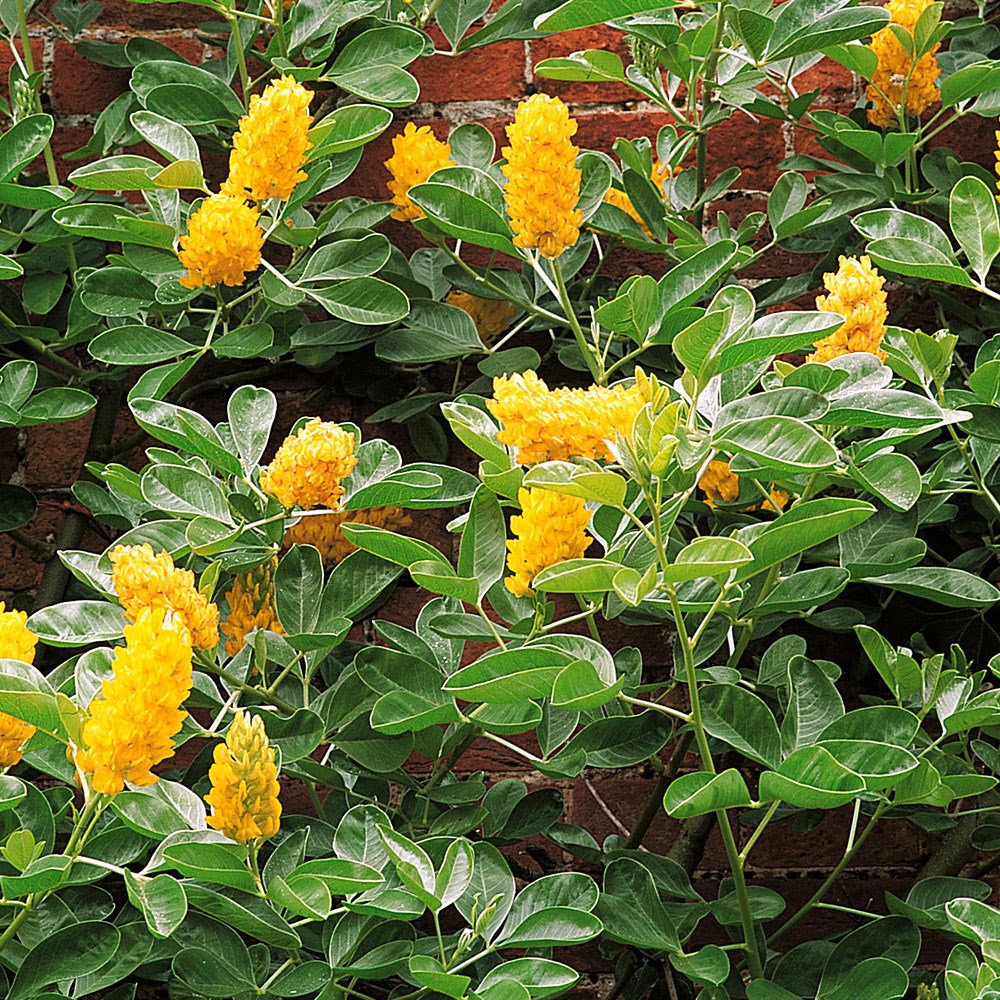 <i>Argyrocytisus battendieri</i> 