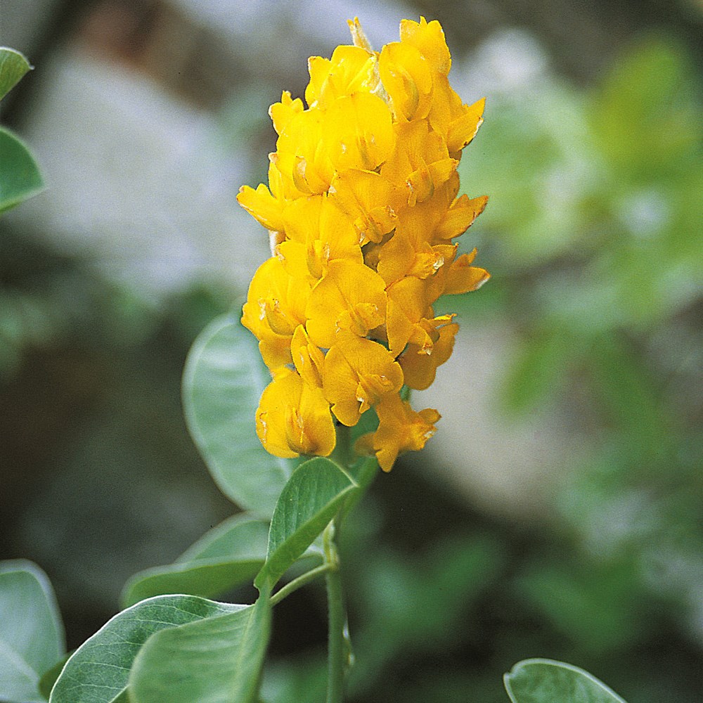 <i>Argyrocytisus battendieri</i> 