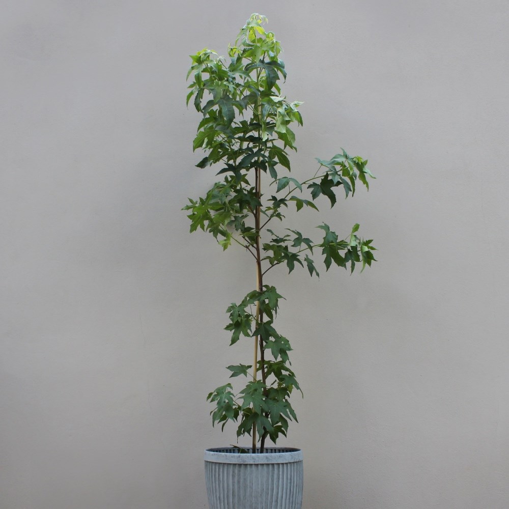 <i>Liquidambar styraciflua</i> 'Lane Roberts'