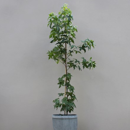 Liquidambar styraciflua Lane Roberts