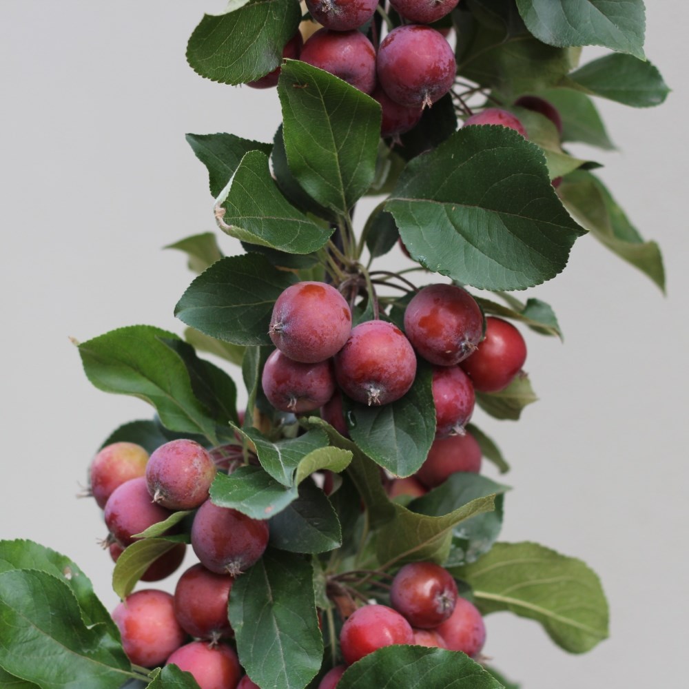 <i>Malus</i> × <i>purpurea</i> 'Neville Copeman'