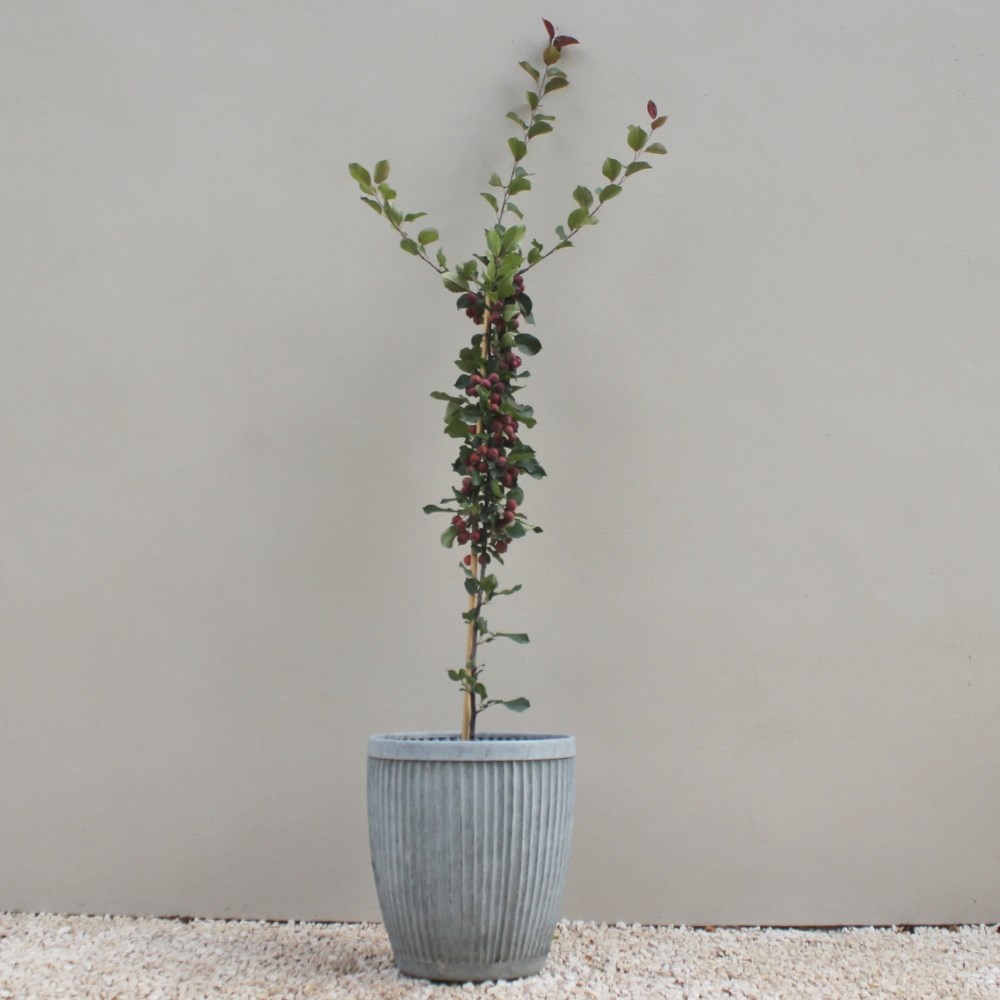 <i>Malus</i> × <i>purpurea</i> 'Neville Copeman'