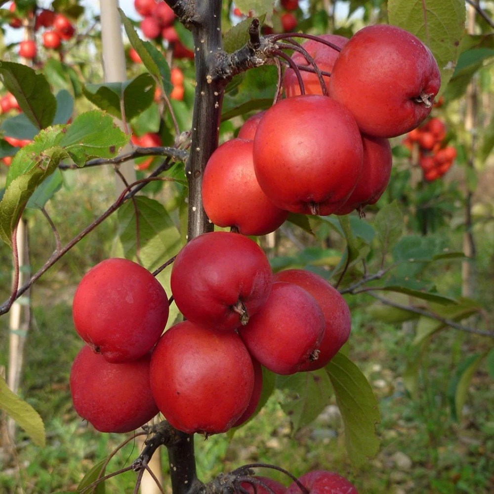 <i>Malus</i> × <i>purpurea</i> 'Neville Copeman'