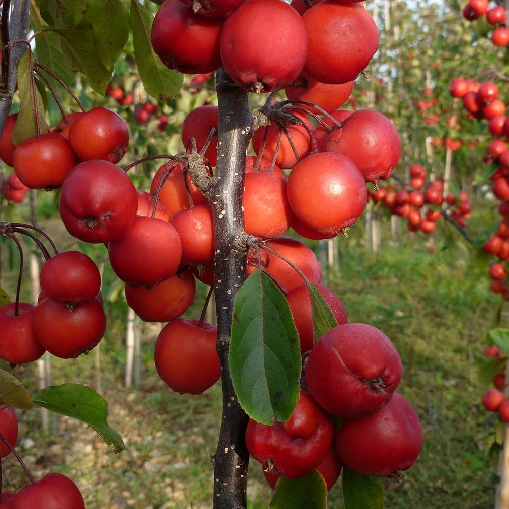 <i>Malus</i> × <i>purpurea</i> 'Neville Copeman'
