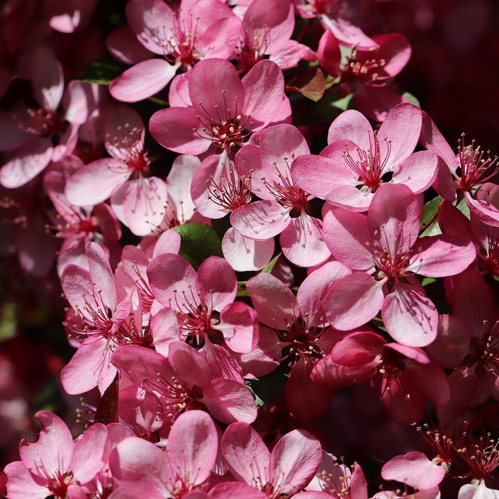 <i>Malus</i> 'Rudolph'