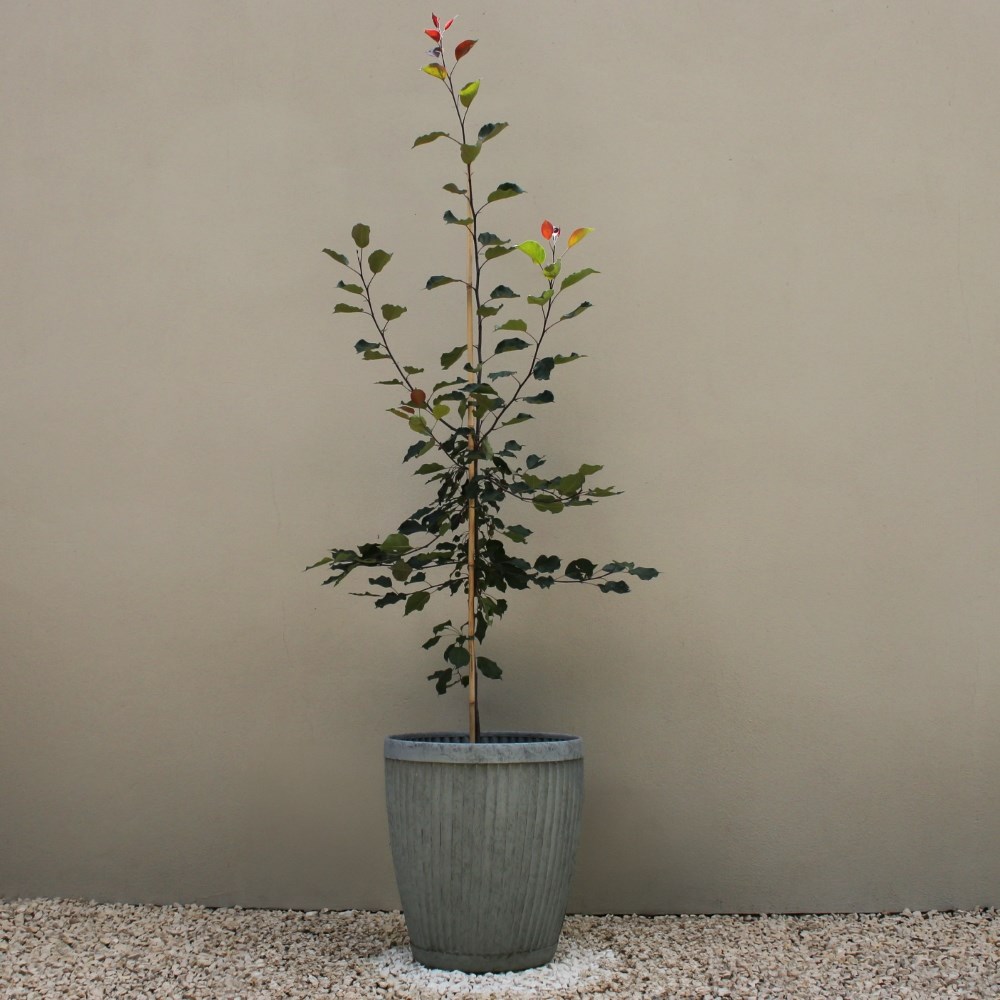 <i>Malus</i> 'Rudolph'