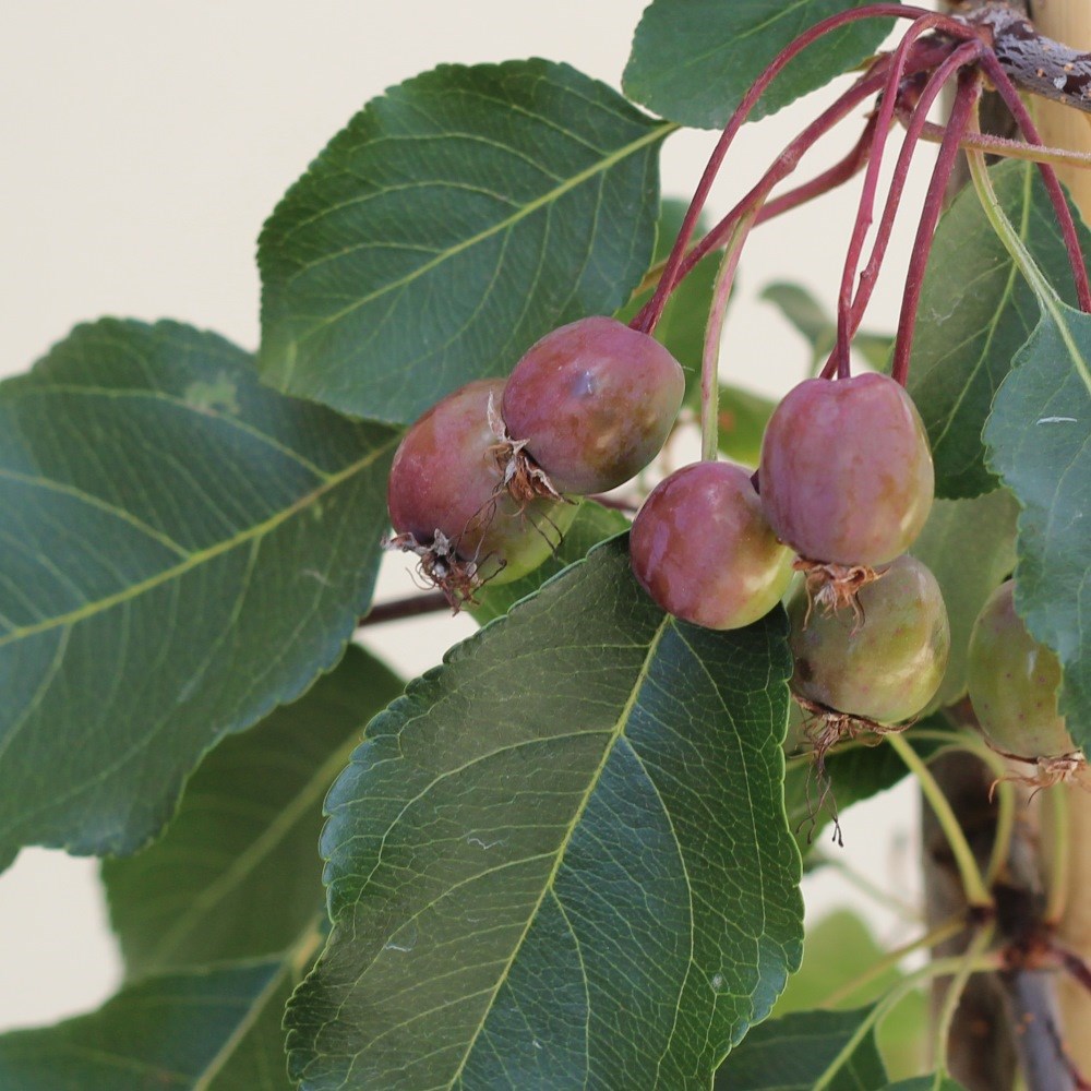 <i>Malus</i> 'Rudolph'