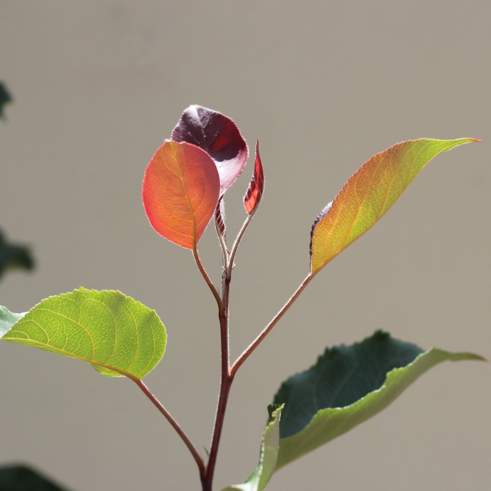 <i>Malus</i> 'Rudolph'