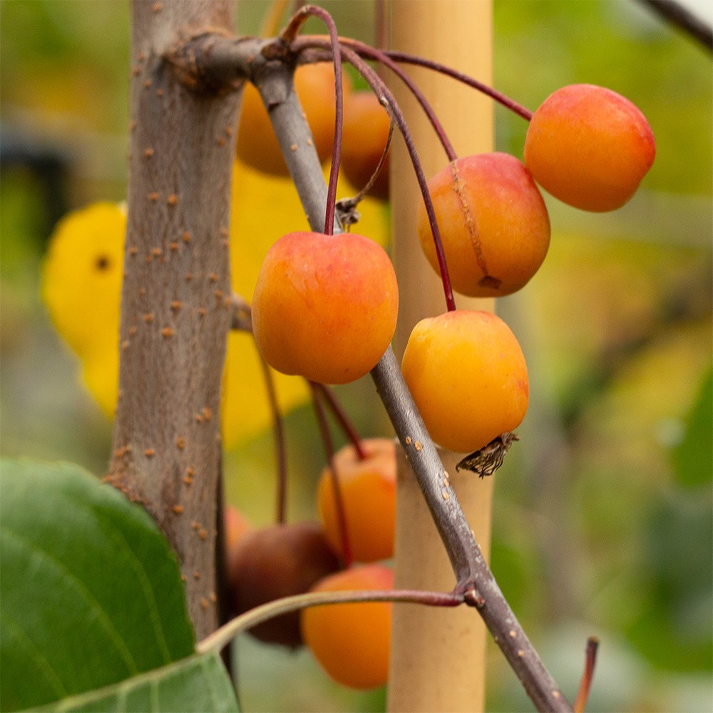 <i>Malus</i> 'Rudolph'