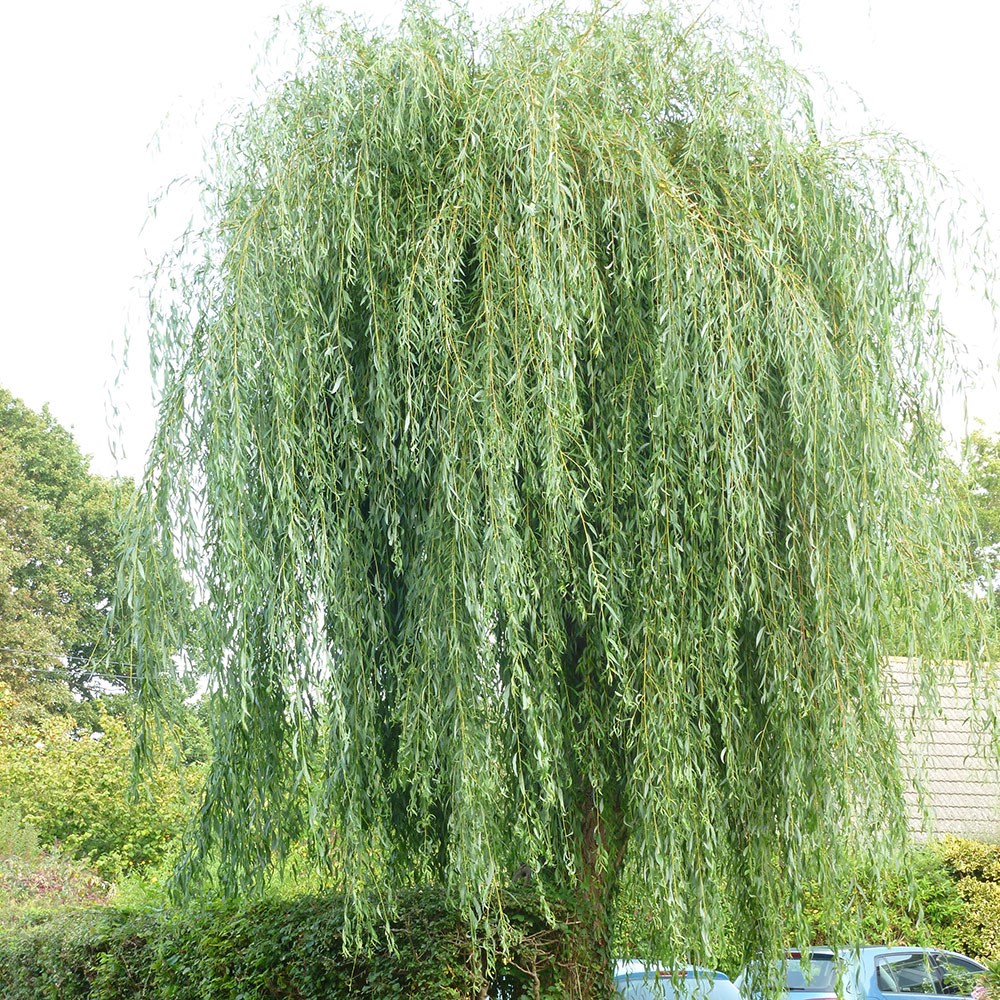 <i>Salix</i> × <i>sepulcralis</I> var. <i>chrysocoma</i>