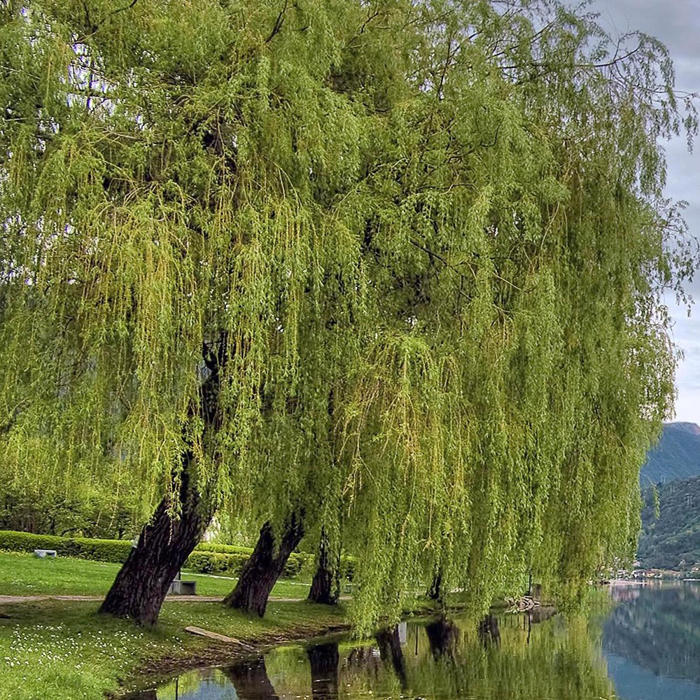 <i>Salix</i> × <i>sepulcralis</I> var. <i>chrysocoma</i>