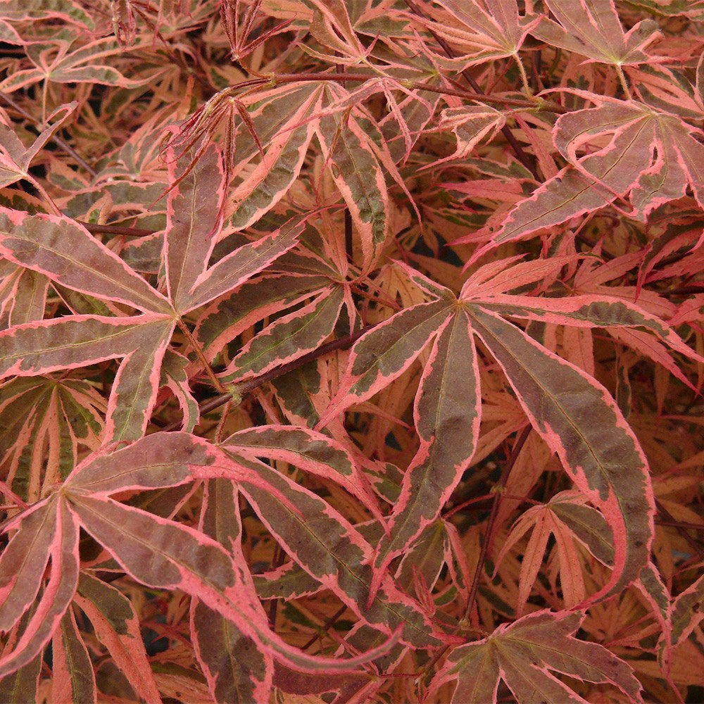 <i>Acer palmatum</i> 'Gwens's Rose Delight'
