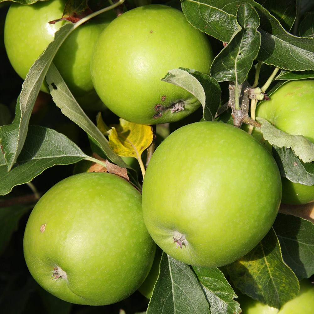 apple 'Granny Smith'
