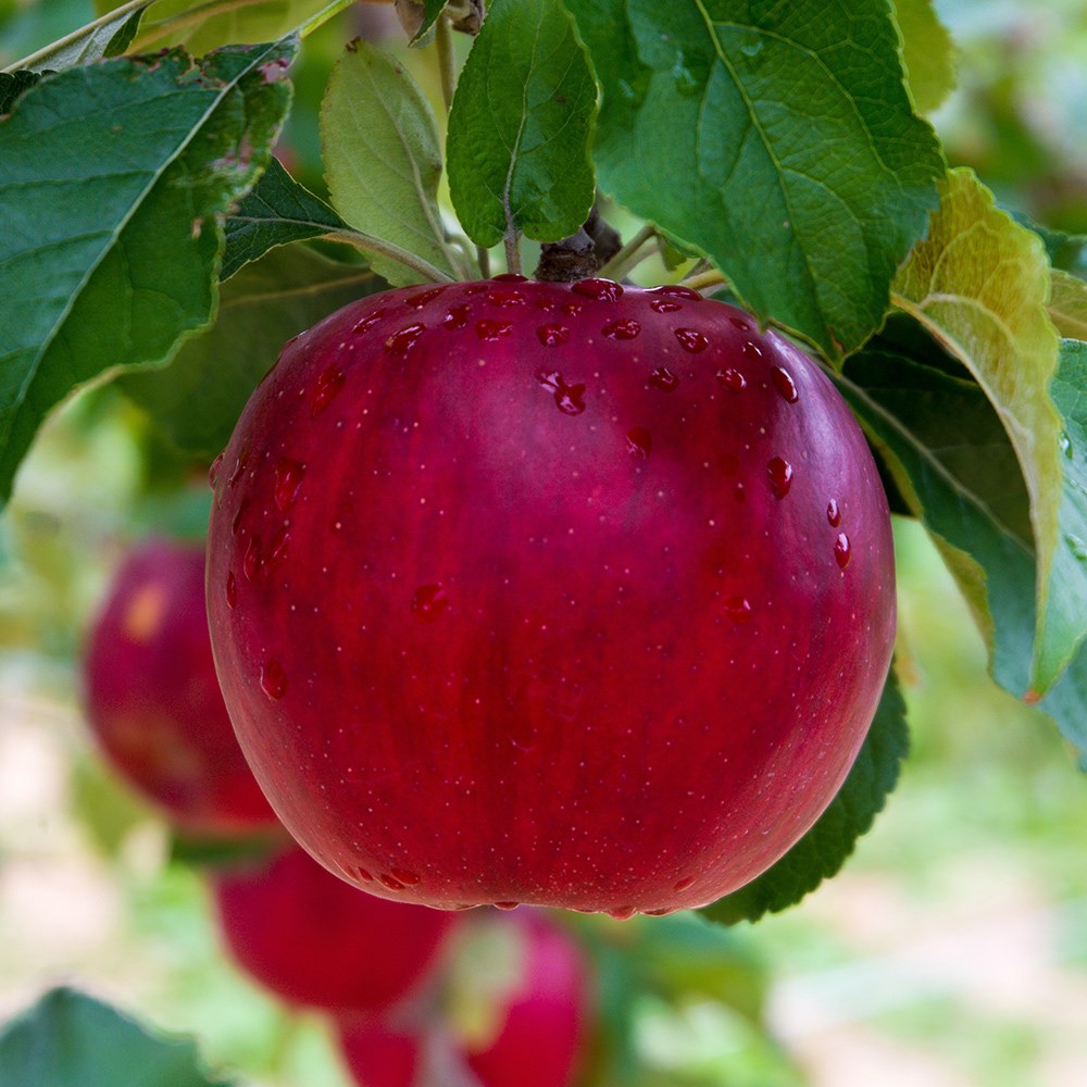 apple 'Idared'