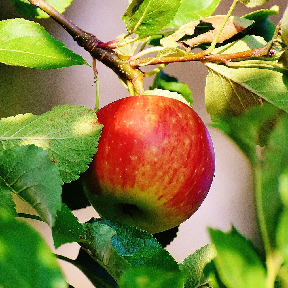 apple 'Jonagold'