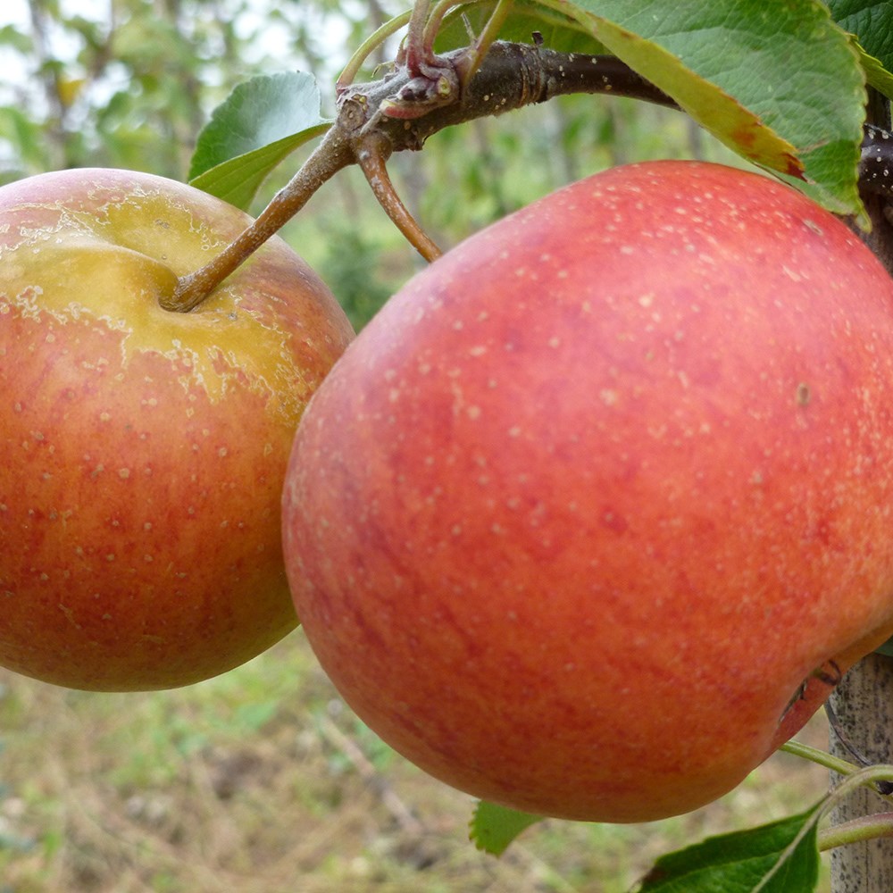apple <b class=small-caps>Rubinette</b> ('Rafzubin')