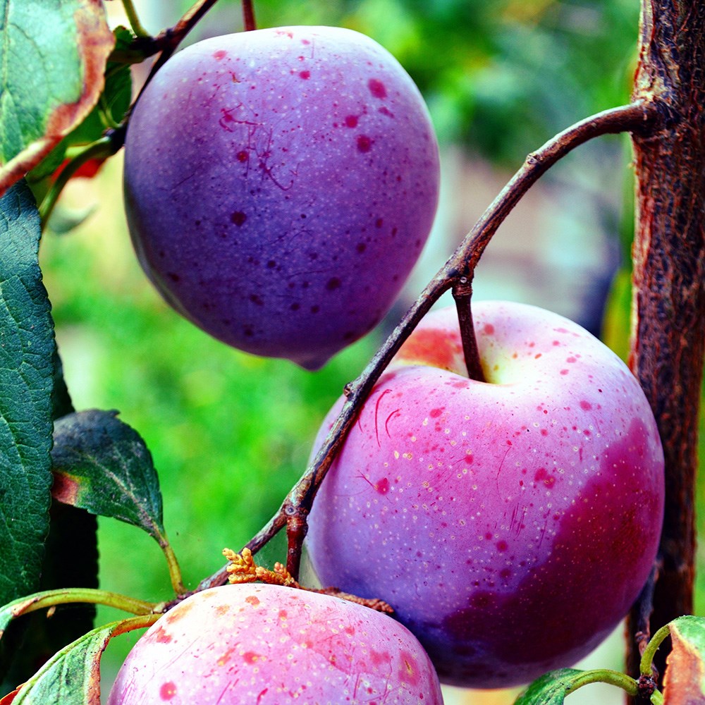 plum 'Herman'