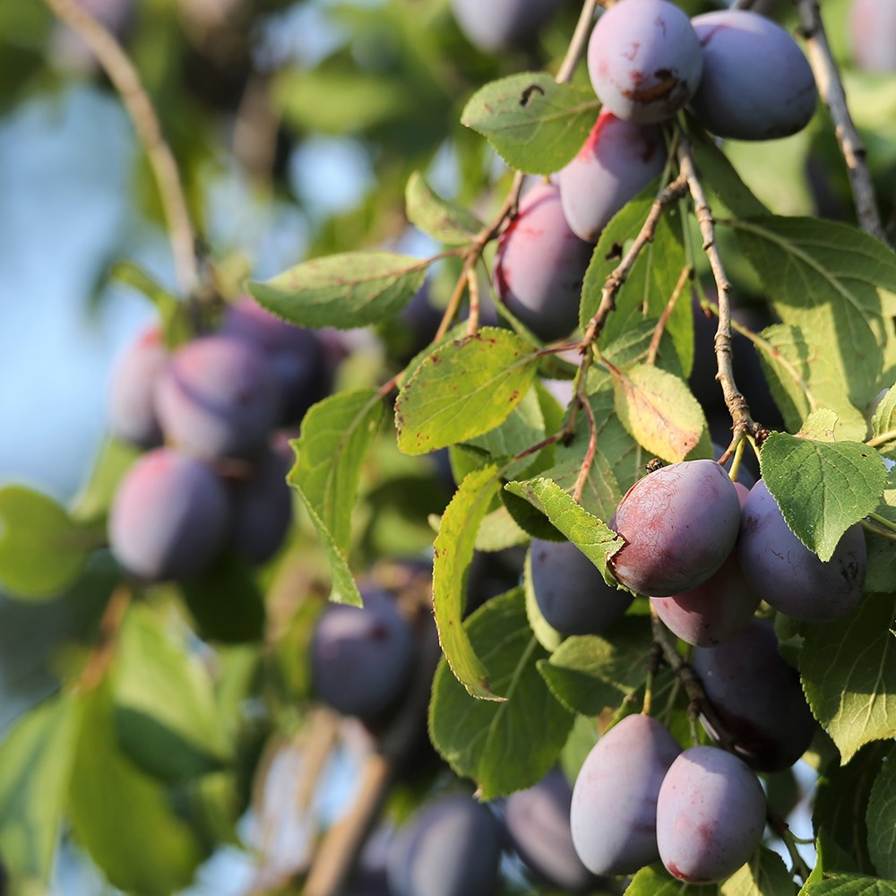 plum 'President'