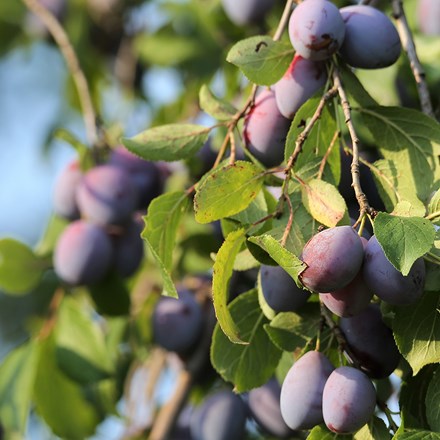plum President