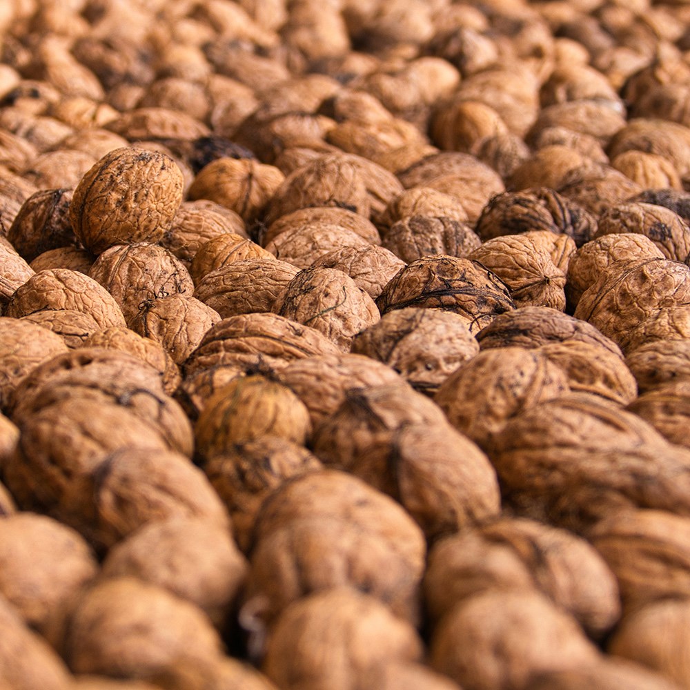 walnut (common)