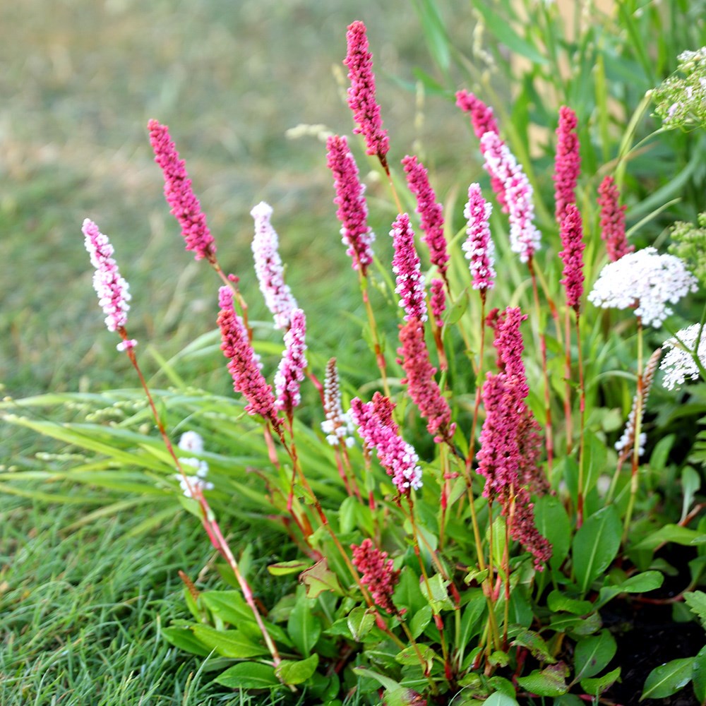 <i>Bistorta affinis</i> 'Superba'
