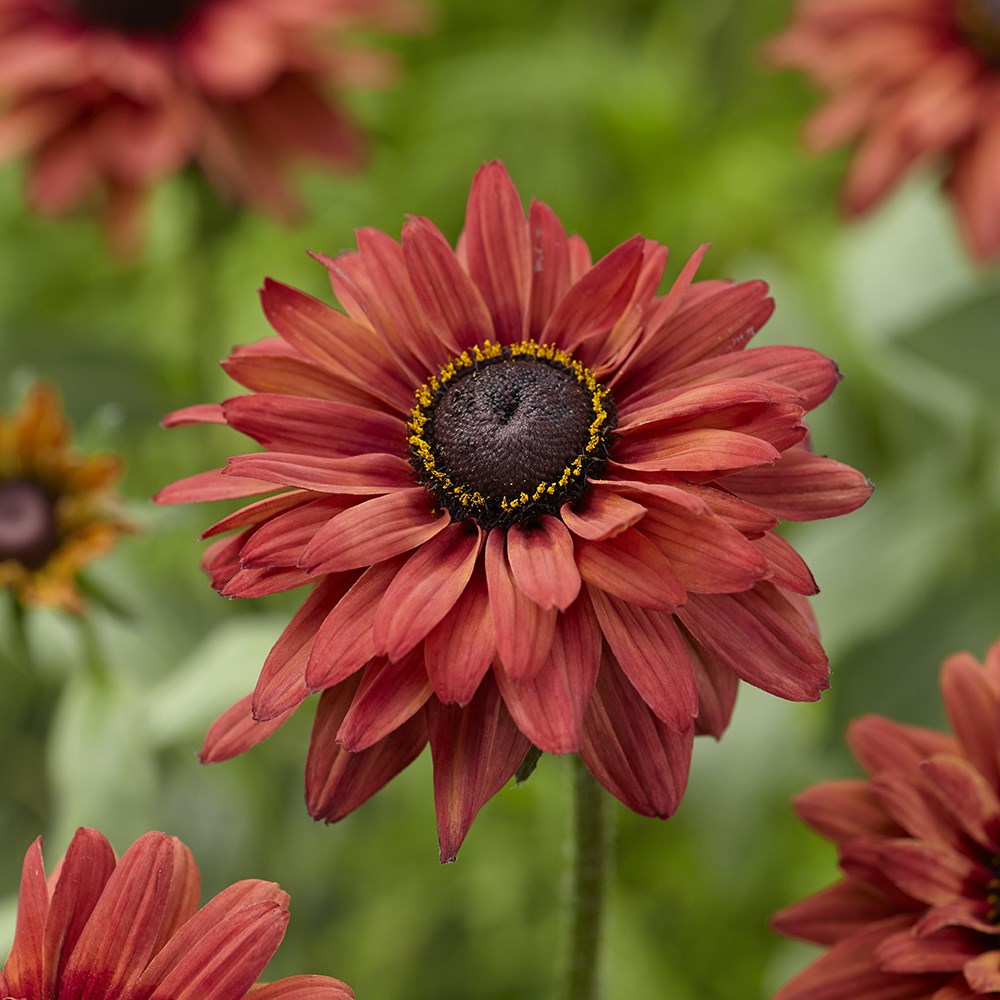 <i>Rudbeckia hirta</i> 'Enchanted Flame'