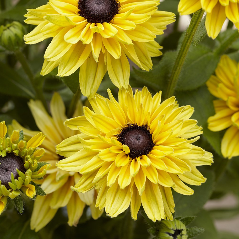 <i>Rudbeckia hirta</i> 'Enchanted Glow'