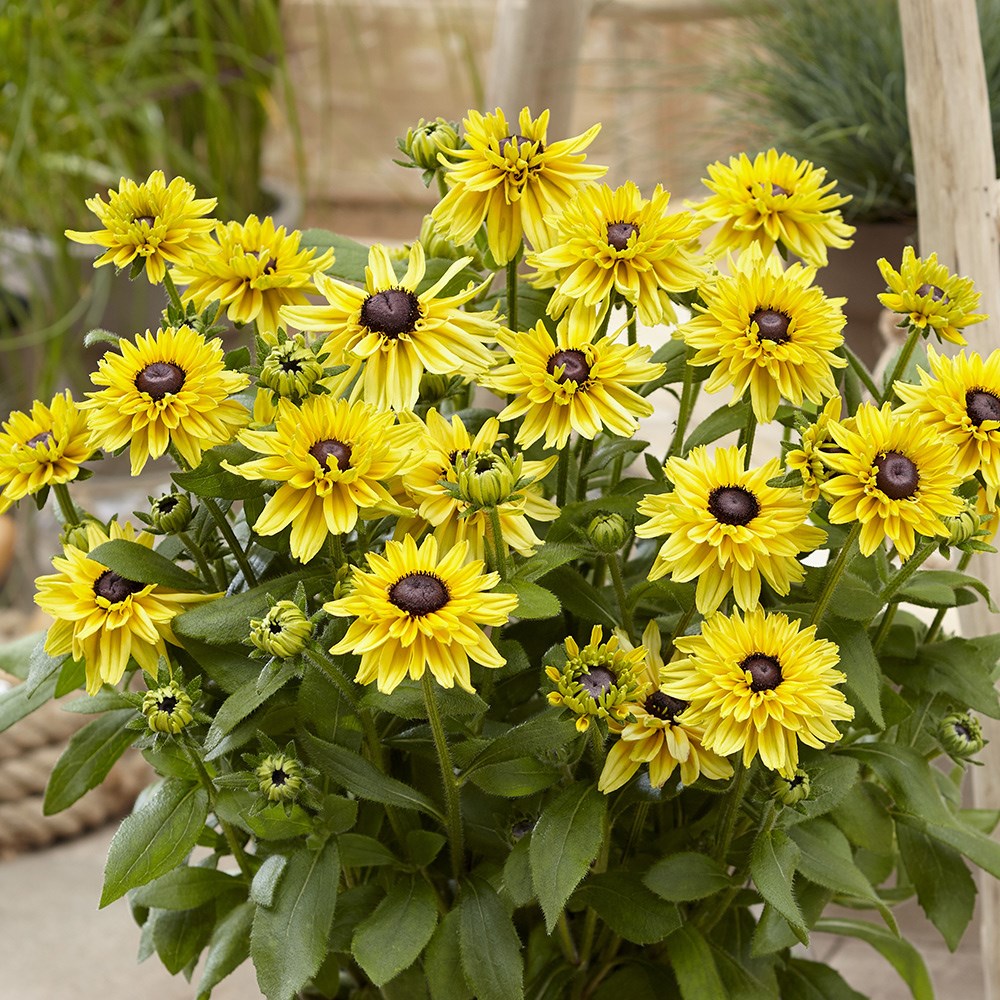 <i>Rudbeckia hirta</i> 'Enchanted Glow'