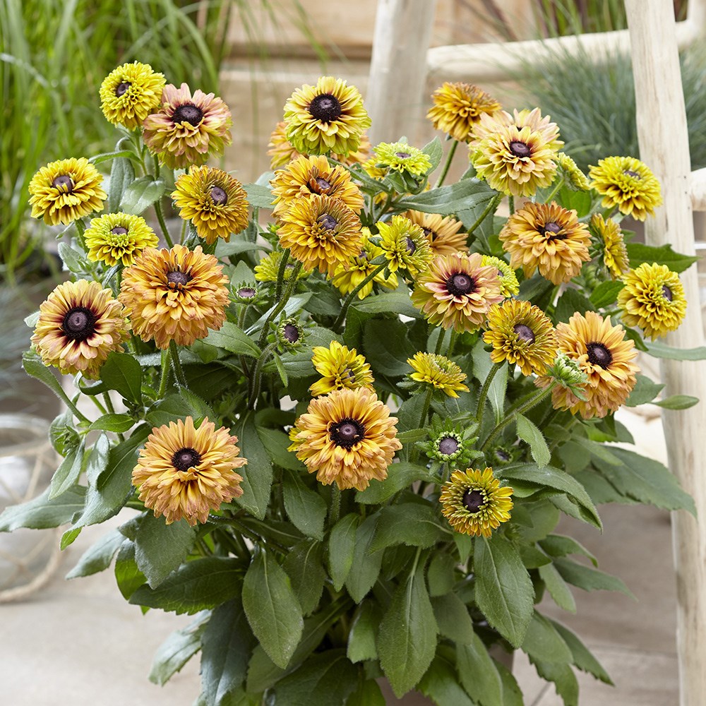 <i>Rudbeckia hirta</i> 'Enchanted Summer Sunset'