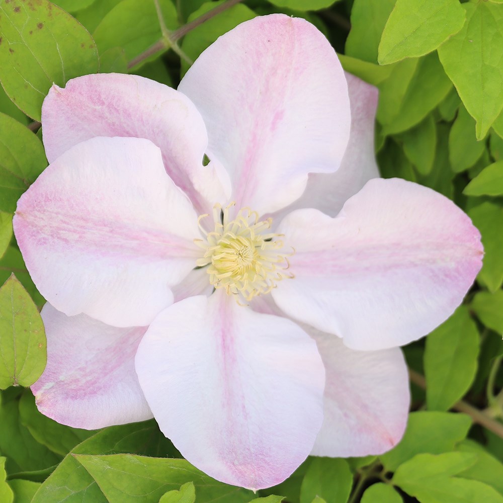 <i>Clematis</i> 'Innocent Blush'