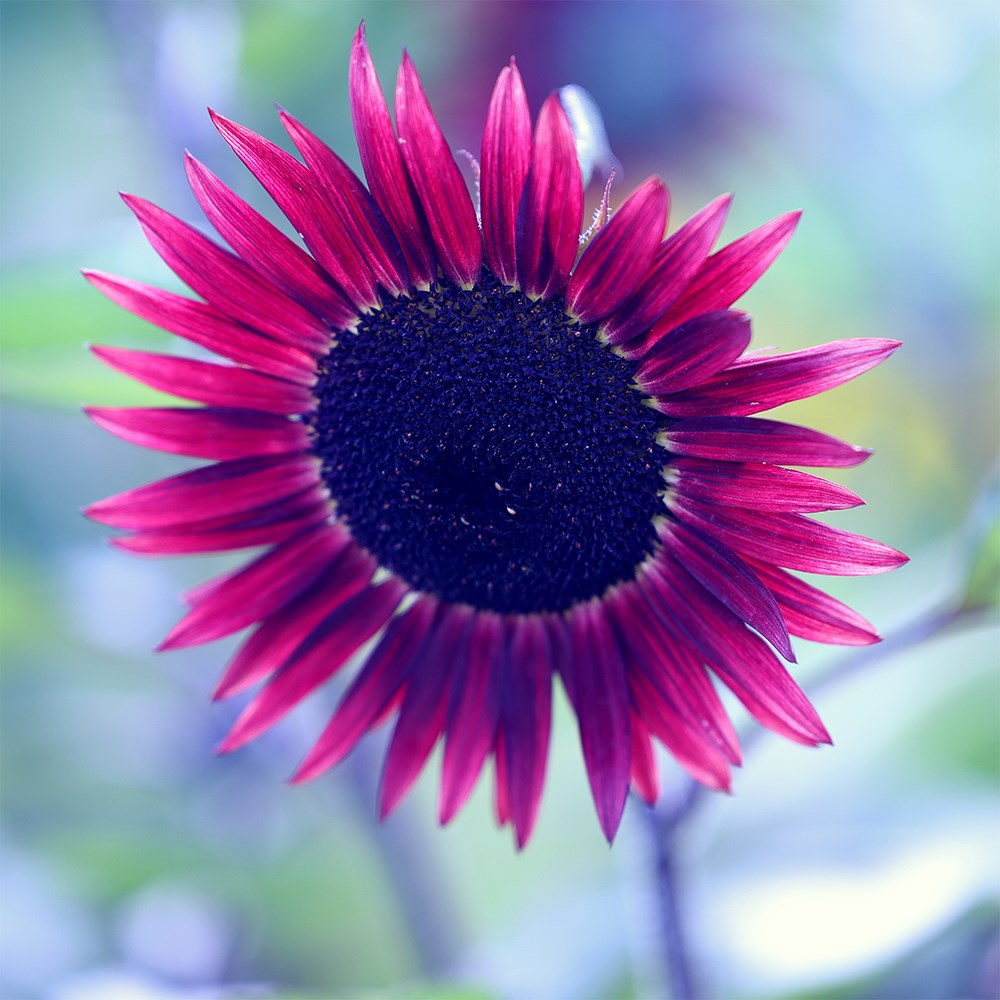 <i>Helianthus annuus</i> 'Desire Red'