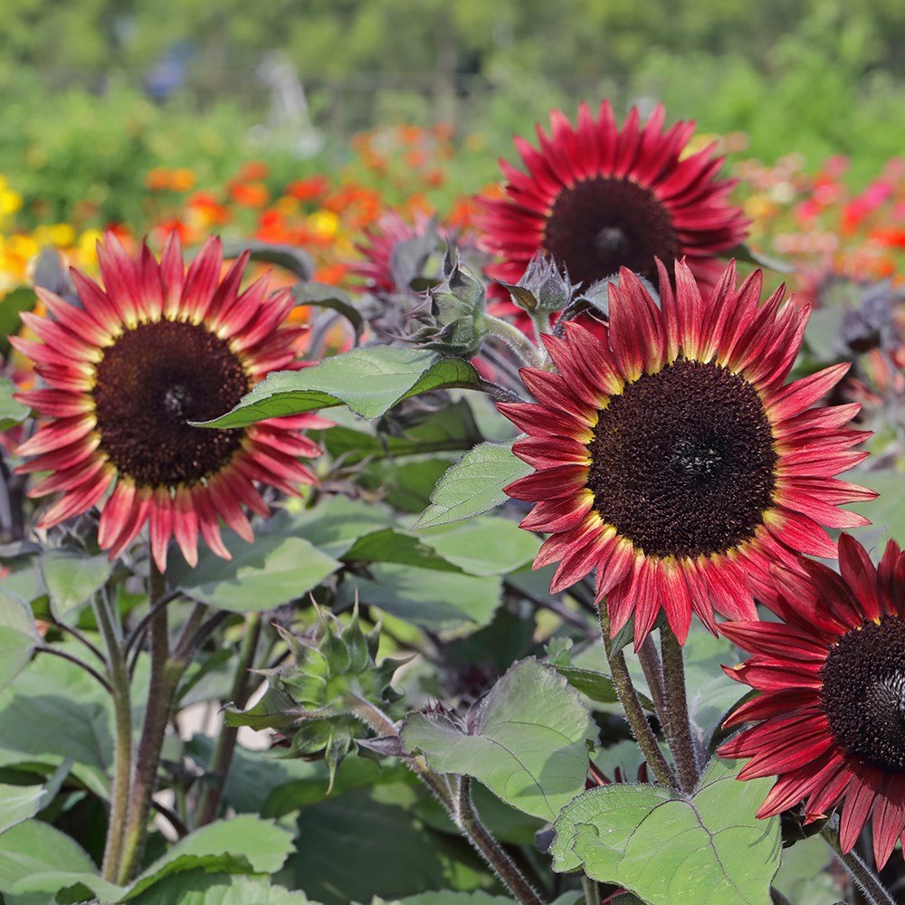 <i>Helianthus annuus</i> 'Desire Red'