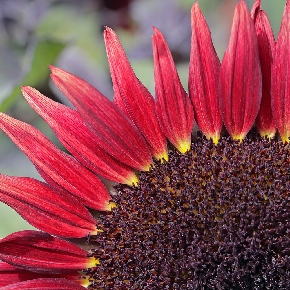 <i>Helianthus annuus</i> 'Desire Red'