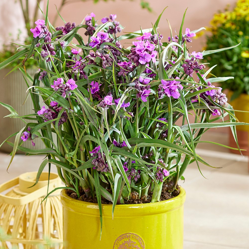 <i>Tradescantia</i> (Andersoniana Group) 'JS Brainstorm' (PBR)