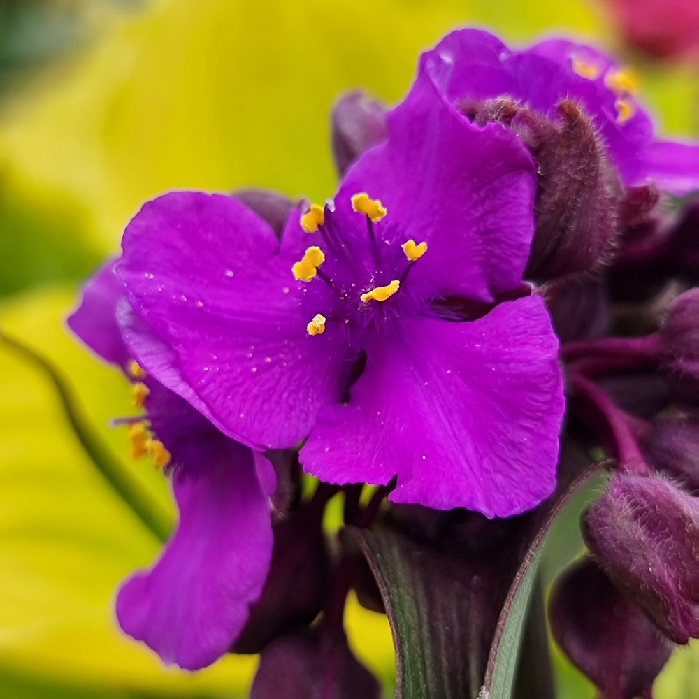 <i>Tradescantia</i> (Andersoniana Group) 'JS Brainstorm' (PBR)