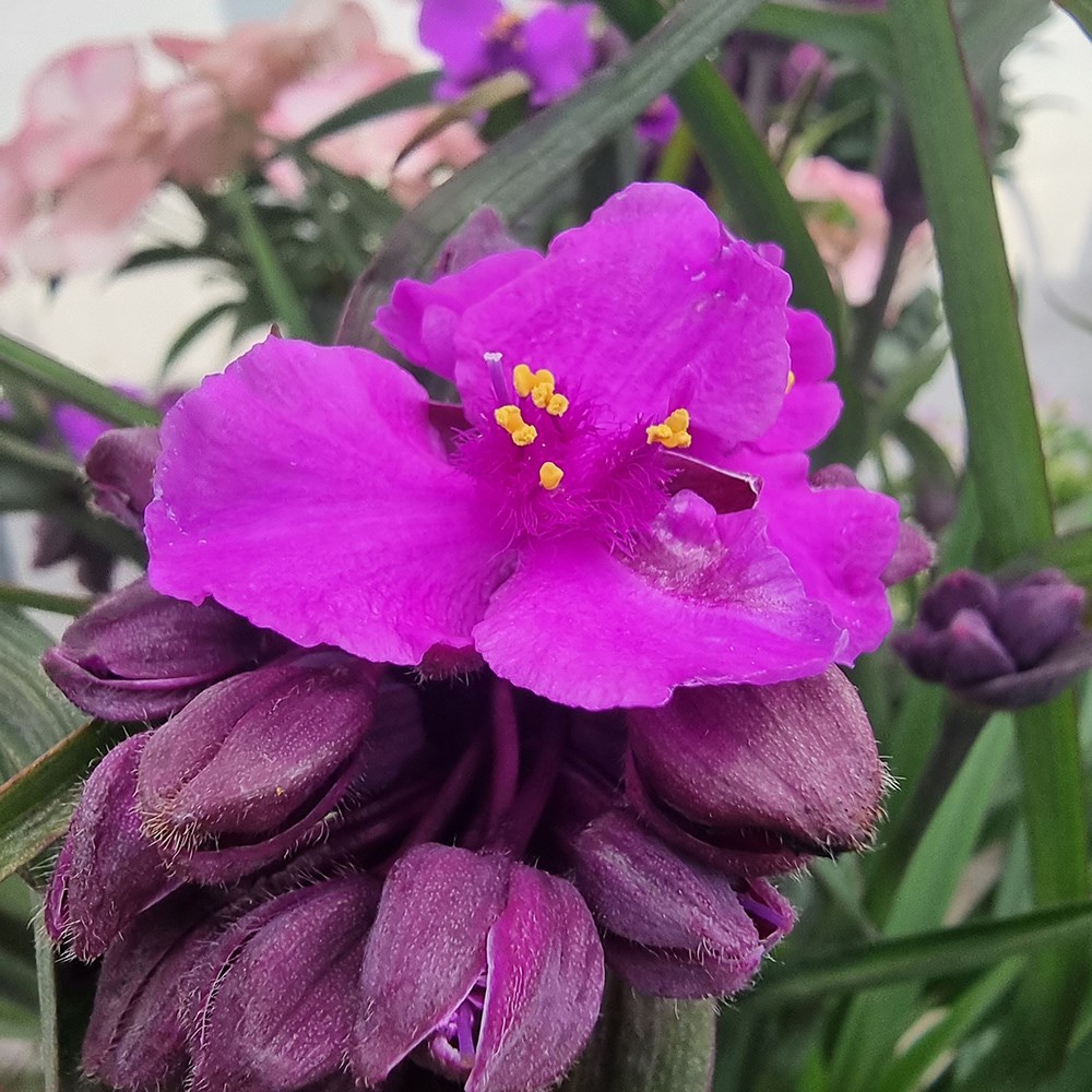 <i>Tradescantia</i> (Andersoniana Group) 'JS Brainstorm' (PBR)