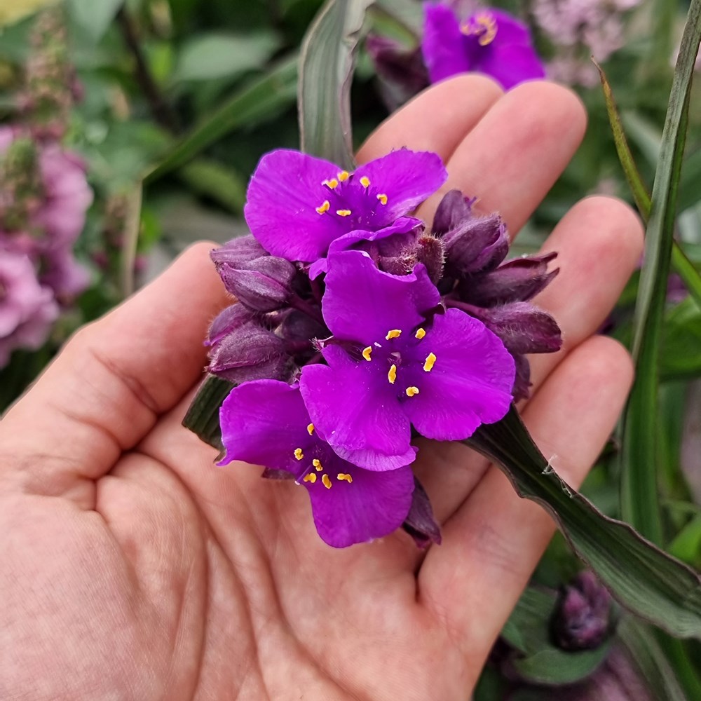 <i>Tradescantia</i> (Andersoniana Group) 'JS Brainstorm' (PBR)