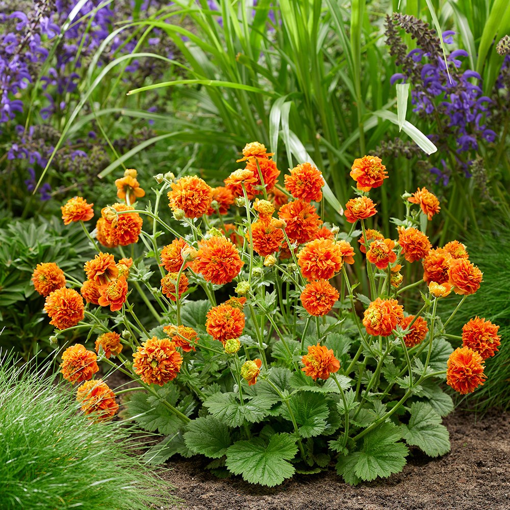 <i>Geum</i> 'Orange Pumpkin' (PBR)