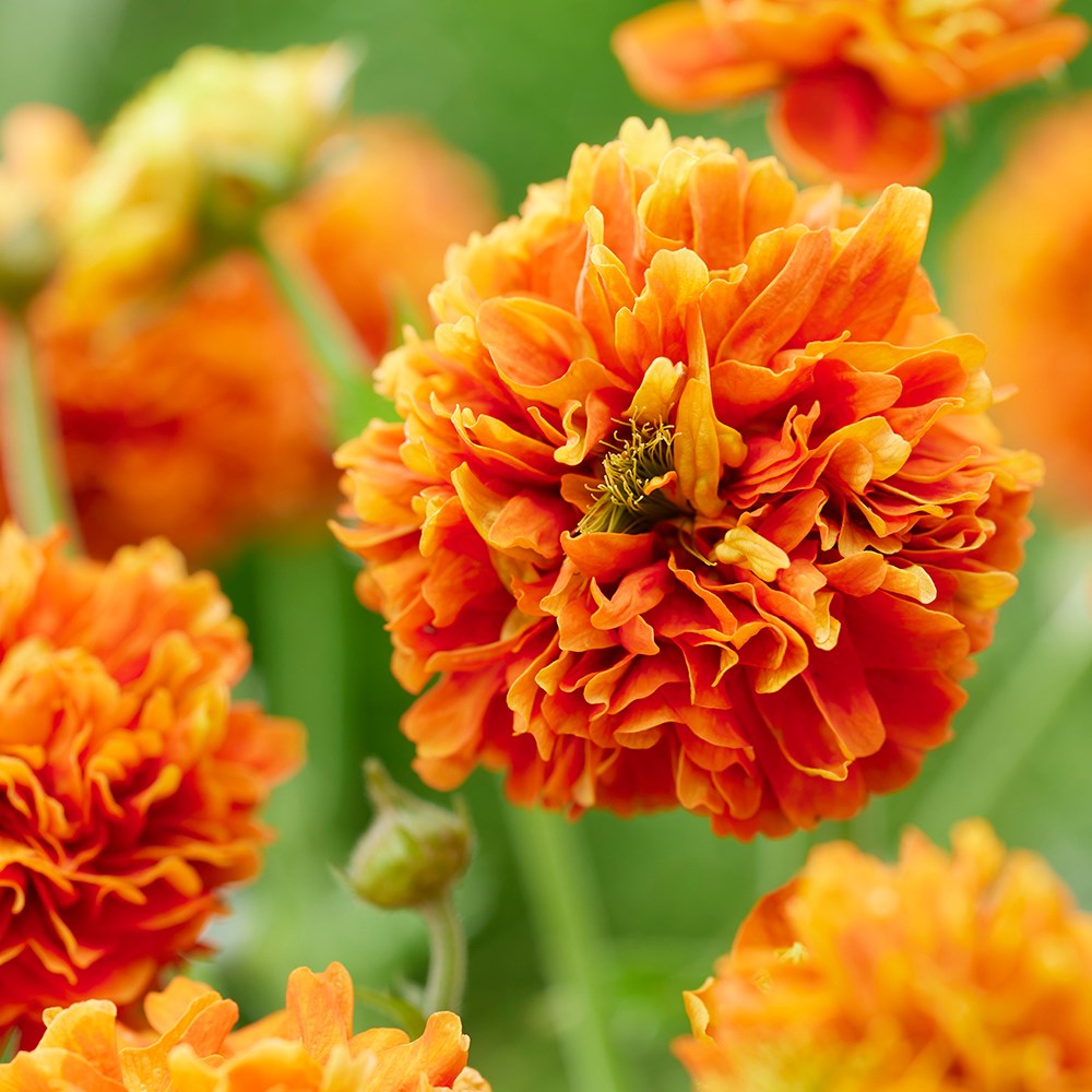 <i>Geum</i> 'Orange Pumpkin' (PBR)