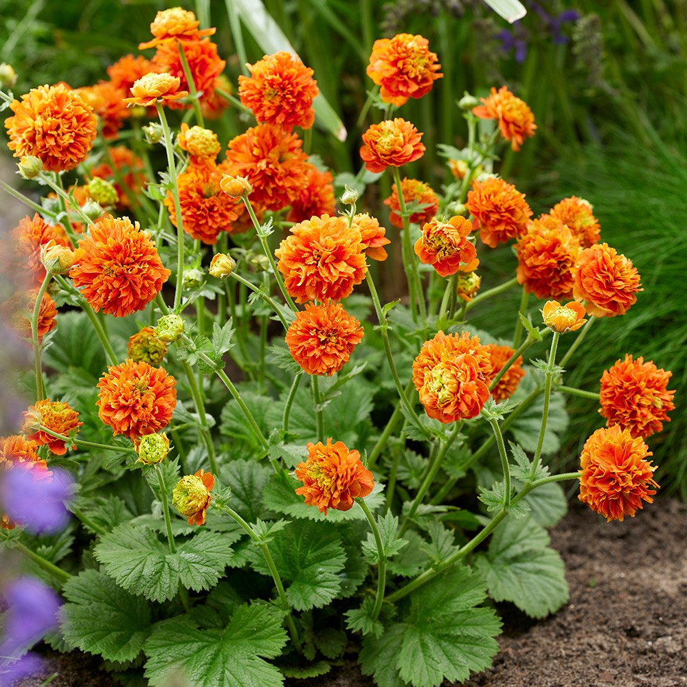 <i>Geum</i> 'Orange Pumpkin' (PBR)