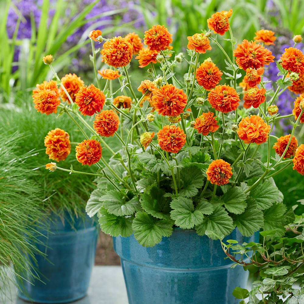 <i>Geum</i> 'Orange Pumpkin' (PBR)