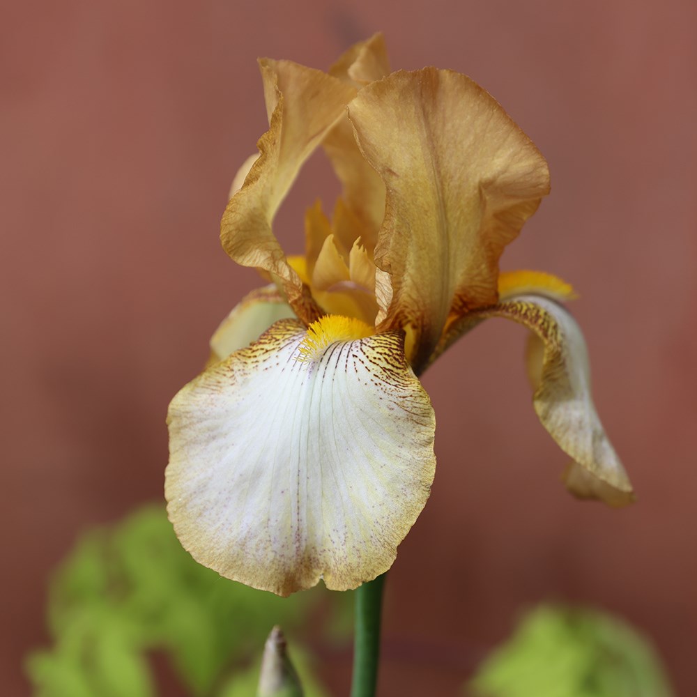 <i>Iris</i> 'Benton Susan'