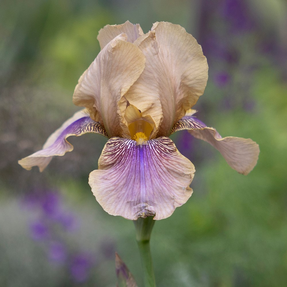 <i>Iris</i> 'Benton Olive'