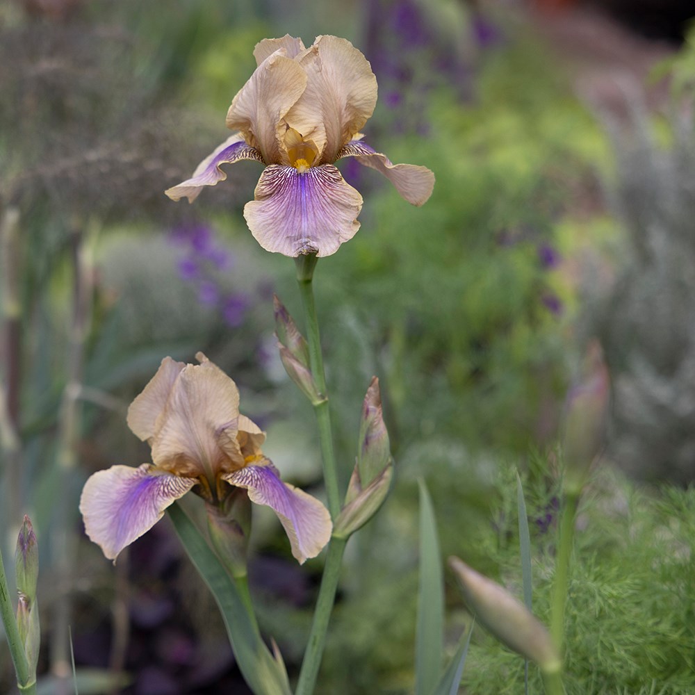 <i>Iris</i> 'Benton Olive'